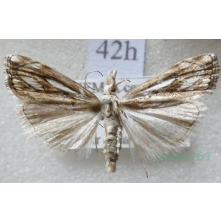 Crambus lathoniellus (Zincken, 1817) Wachlarzyk natrawny Czech42h